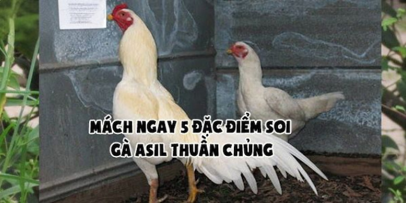 FAQs câu hỏi thường gặp về dòng gà đá Asil