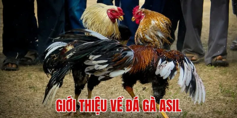 Giới thiệu sơ lược đến bạn đọc về sảnh đá gà asil tại ABC8