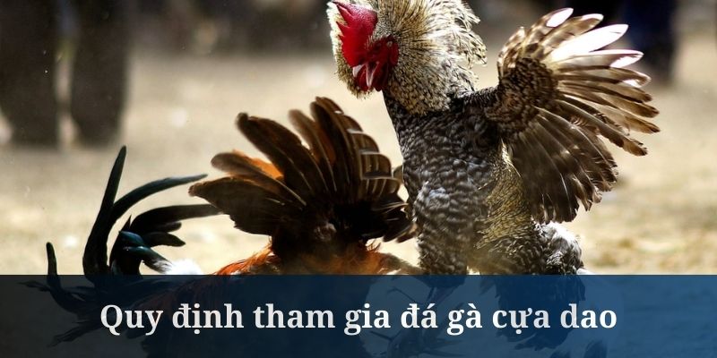 Cá cược chọi gà cựa sắt rinh thưởng lớn