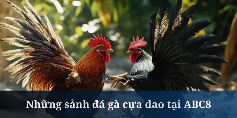 Đá gà cựa dao tại ABC8 được tổ chức ở nhiều sảnh cược