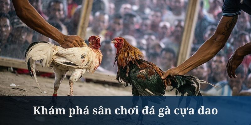 đá gà cựa dao