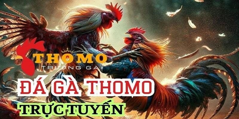 đá gà thomo