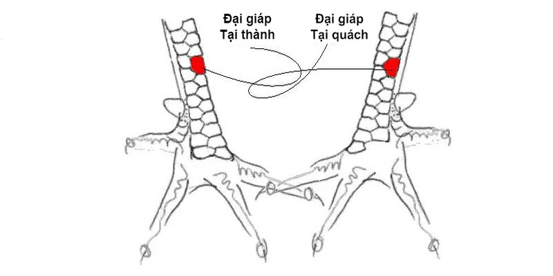 Vảy đại giáp có kích thước lớn, tròn và phẳng